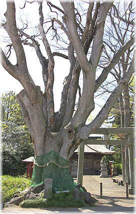 画像:胸形神社のエノキ