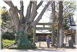 画像:胸形神社のエノキ(幹と並ぶ)