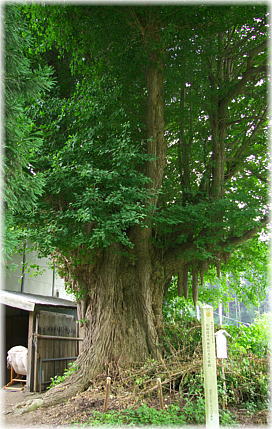 画像:長嶺毘沙門神社の大公孫樹