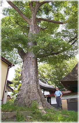 画像：加茂神社のケヤキ（幹と並ぶ）