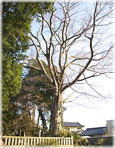 画像:長沼八幡宮のけやき(全景)