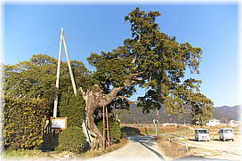 画像:長楽のヒノキ(全景)