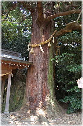 画像:流岡神社跡のスギ