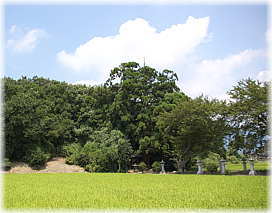 画像:流岡神社跡のスギ(遠景)