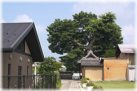 画像:中日野神社のケヤキ(全景)
