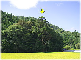 画像:中ノ沢のスギ(遠景)