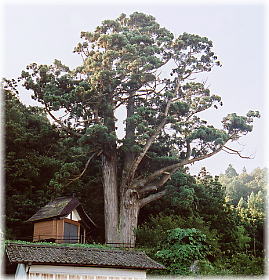 画像:中清水のスギ(全景)
