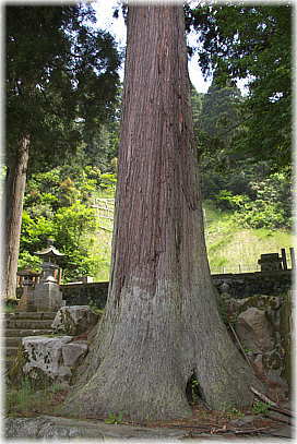 画像:白山神社の大杉