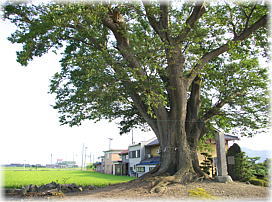 画像:西物部の野大神(全景)