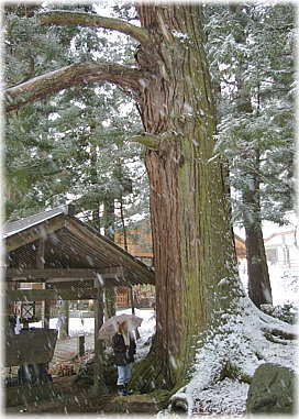 画像:仁科神明宮のスギ(手水舎脇のスギ)