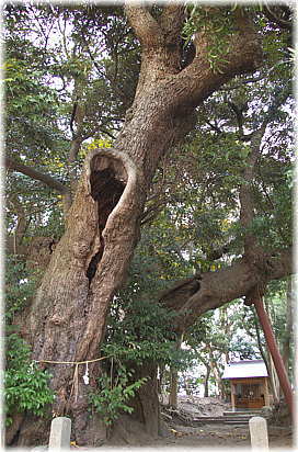 画像:西宮八幡神社のスダジイ