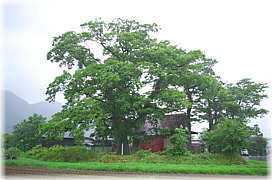 画像:野田神社のケヤキ(全景)