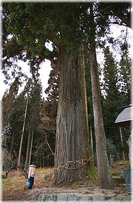 画像:野入神社のスギ(幹と並ぶ)