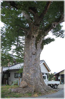 画像:野村のケヤキ