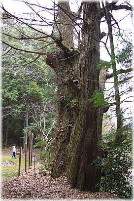 画像:妙義神社のイチョウ