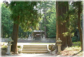 画像:意波閇神社のスギ