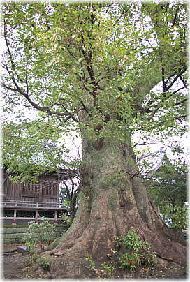 画像:岡町八幡神社のクスノキ