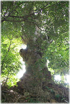 �摜�F���g�_�Ђ̃^�u�m�L�i�֓��s�j