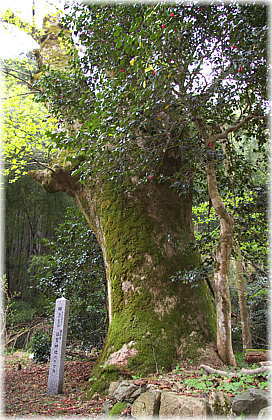 画像:奥麻生日吉神社のケヤキ