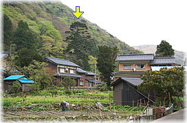 画像:奥麻生日吉神社のモミ