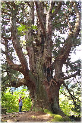 画像:温泉神社の大杉(幹と並ぶ)