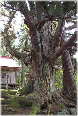 画像:温泉神社の大杉