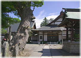 画像：永久寺参道脇のケヤキ
