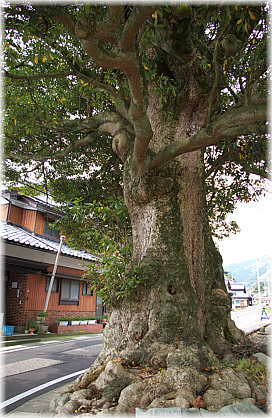 �摜�F���c�ω����̃^�u�m�L_1