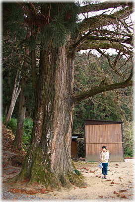 画像:大野瀬神社のイチョウ(幹と並ぶ)