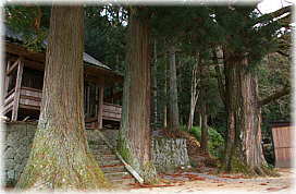 画像:大野瀬神社のイチョウ