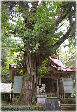 画像:大杉神社のいちょう
