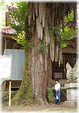 画像:大杉神社のいちょう(幹と並ぶ)