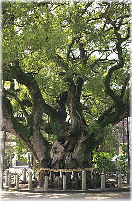 画像:大田の大樟