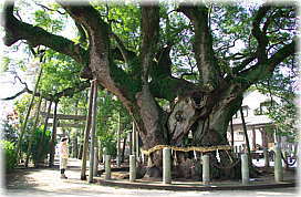 画像:大田の大樟(幹と並ぶ)