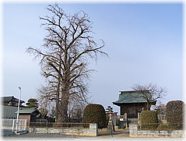 画像:香取神社のイチョウ(全景)