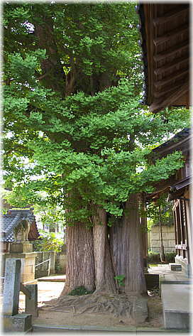 画像:大鳥神社の大銀杏