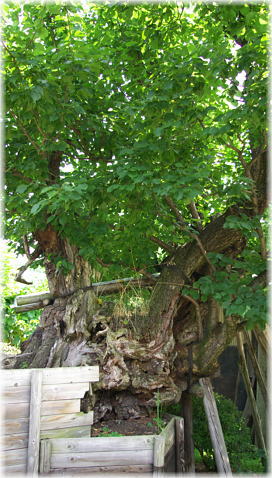 画像:大屋の梅