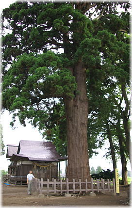 画像:お諏訪さんの姥杉(幹と並ぶ)