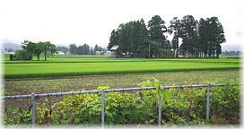 画像:お諏訪さんの姥杉(遠景)