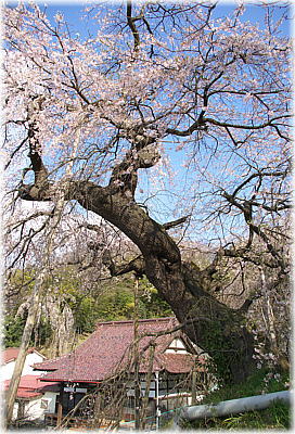 画像:蓮華寺のシダレザクラ_1