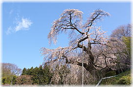 画像:蓮華寺のシダレザクラ_2