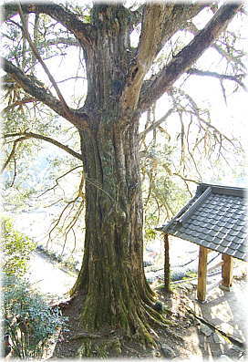 画像:龍珠院のカヤ
