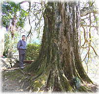 画像:龍珠院のカヤ(幹と並ぶ)