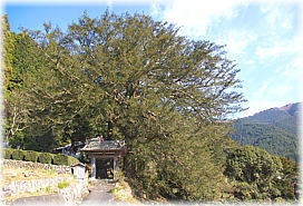 画像:龍珠院のカヤ(全景)