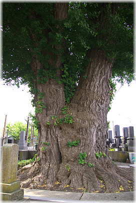 画像:西光寺のイチョウ(墓地のイチョウ)