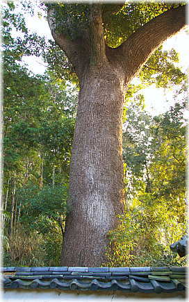 画像:西明寺のクス