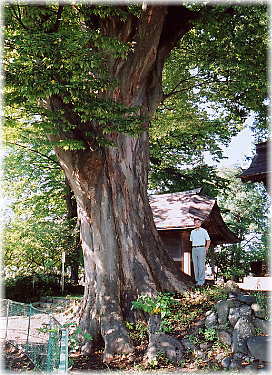 画像:山王日枝神社のケヤキ(幹と並ぶ)