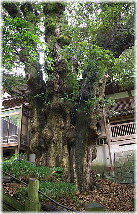 画像:狭野神社のスダジイ