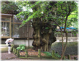 画像:狭野神社のスダジイ(幹と並ぶ)