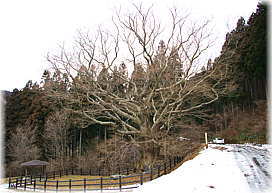 画像:猿喰のケヤキ(全景)